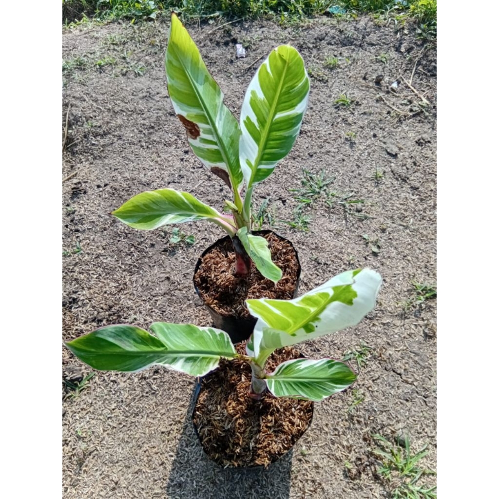 Tanaman Bibit Buah Pisang Florida,  Tanaman Pisang Varigata Florida