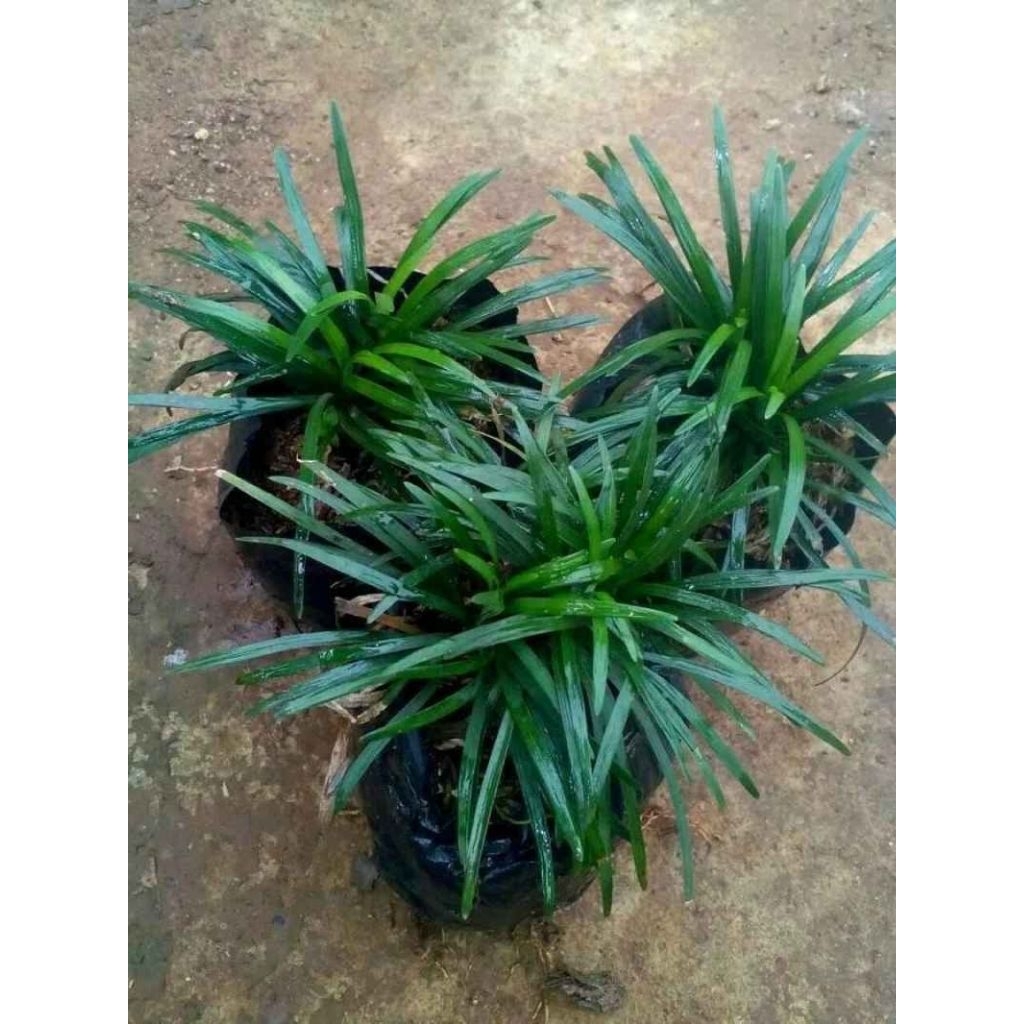 tanaman kucai mini/kucai mini  pengganti rumput