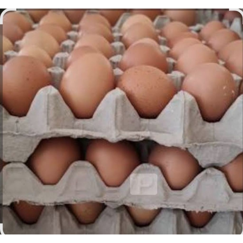 telor ayam lokal banjarmasin