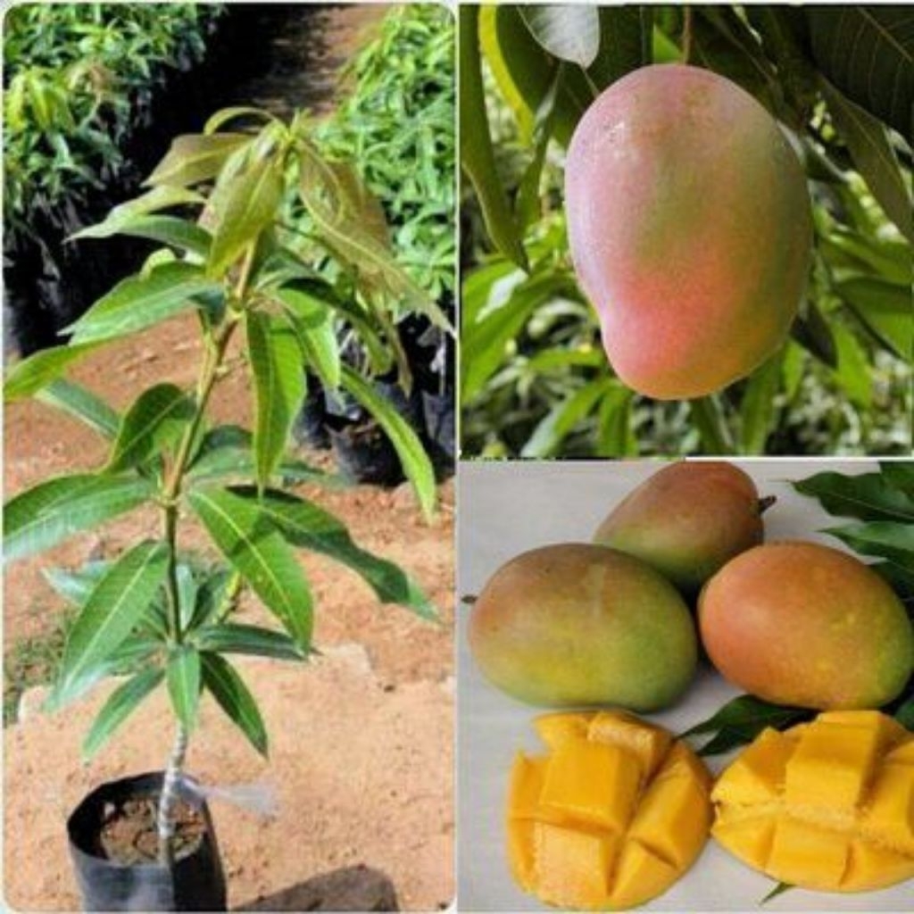 Bibit Mangga Gedong Gincu/Mangga Gincu