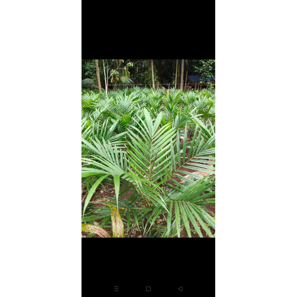 BIBIT sawit ppks Dumpy lokasi bungo
