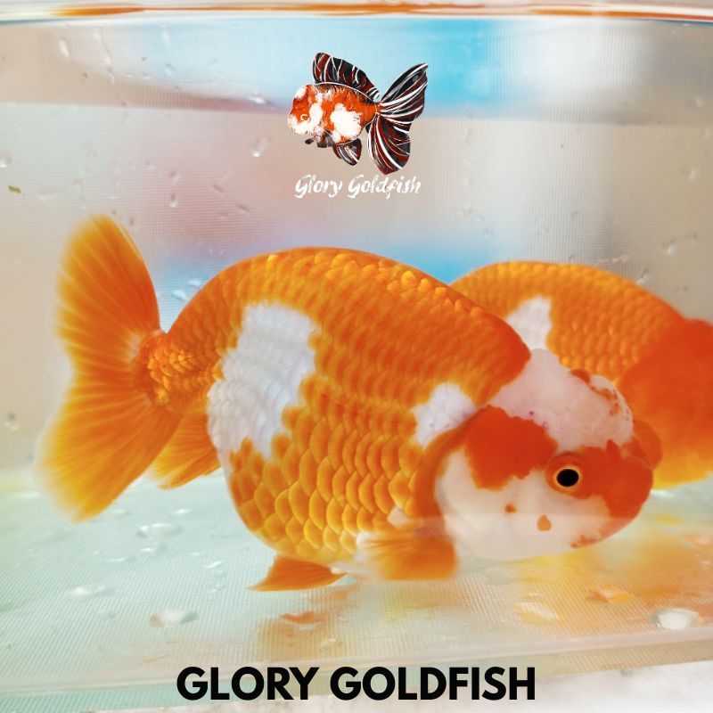 Ikan Mas Koki Ranchu Rancu Buffalo Lionchu Lucu HIGH QUALITY / Ikan Koki Ranchu Buffalo Bufalo / Ika
