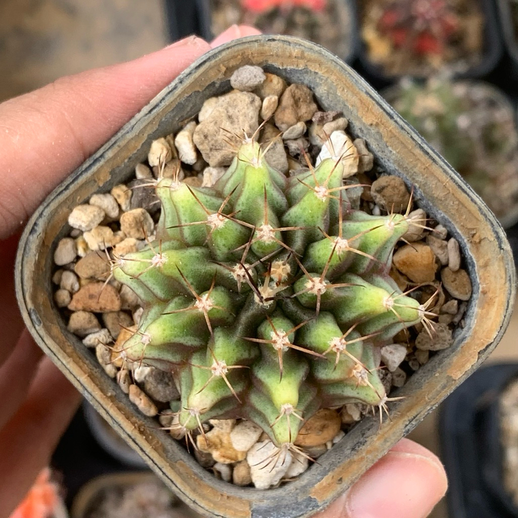 gymnocalycium gymno hybrid seedling miha mihanovichi mihanovichii ( kaktus astro tanaman hias hidup 