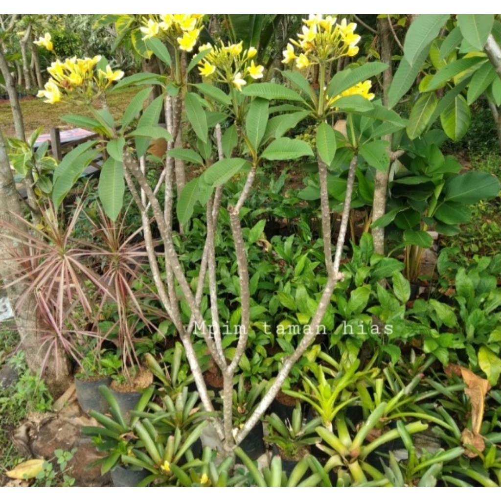 pohon kamboja bali. bunga kuning.