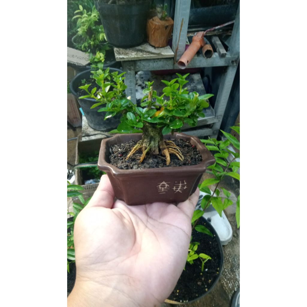 Sancang sancang