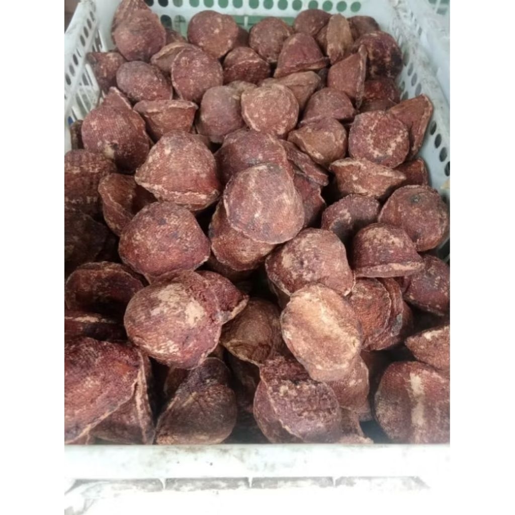 gambir getah gambir asli gambir jambu per 1 pcs