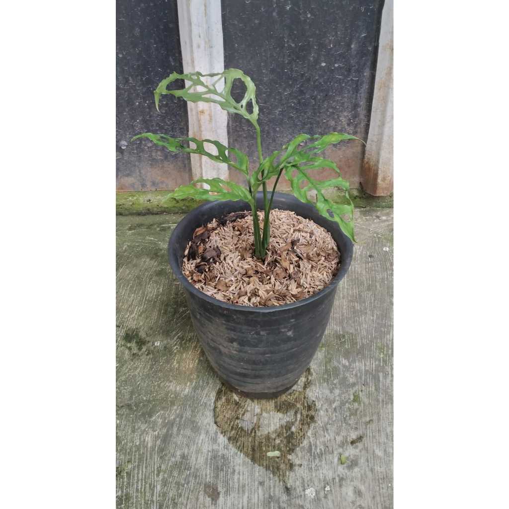 Monstera Obliqua Asli Tanaman Hias Daun Bolong Unik Tanaman Indoor Aesthetic Dekorasi Rumah