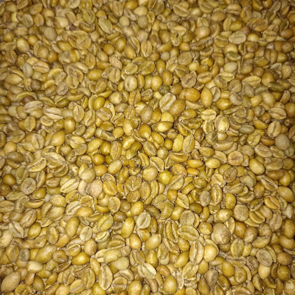 Green Bean Excelsa Temanggung Sindoro 1Kg