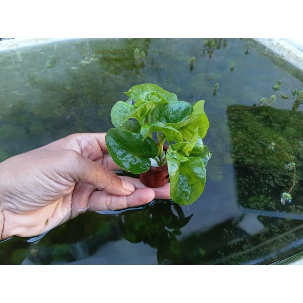Tanaman air aquascape/paludarium