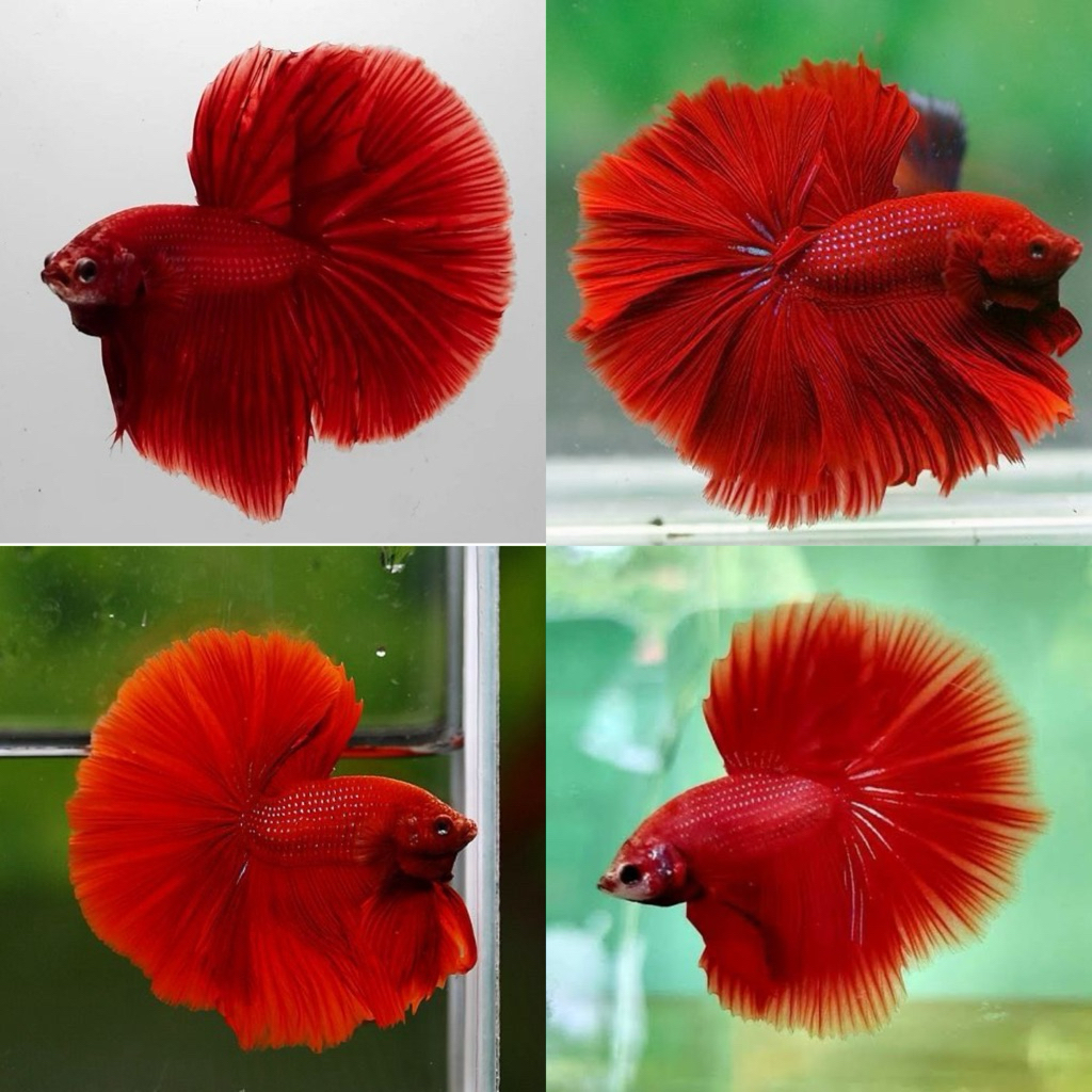 [Chan Aquatic] Ikan Hias Cupang Halfmoon Super Red Size L