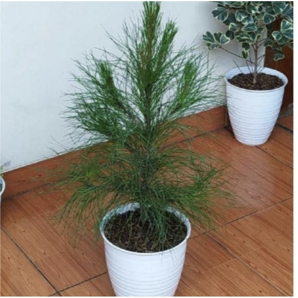 Pohon Cemara Pinus Bibit Tanaman Pohon Pinus / Pohon Cemara Pinus
