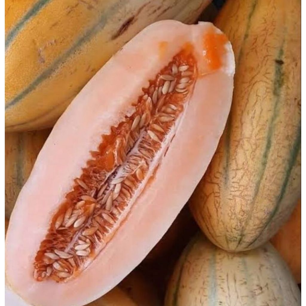 benih/biji buah timun mas ( dapat 50 butir)