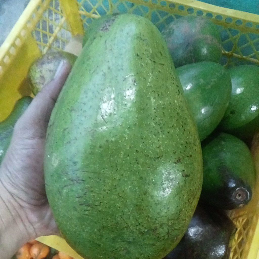 Alpukat_Mentega_Muria