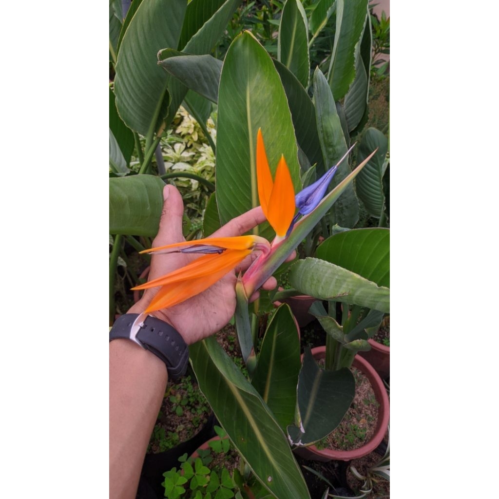 tanaman hias strelitzia reginae / bird of paradise/ bunga burung surga