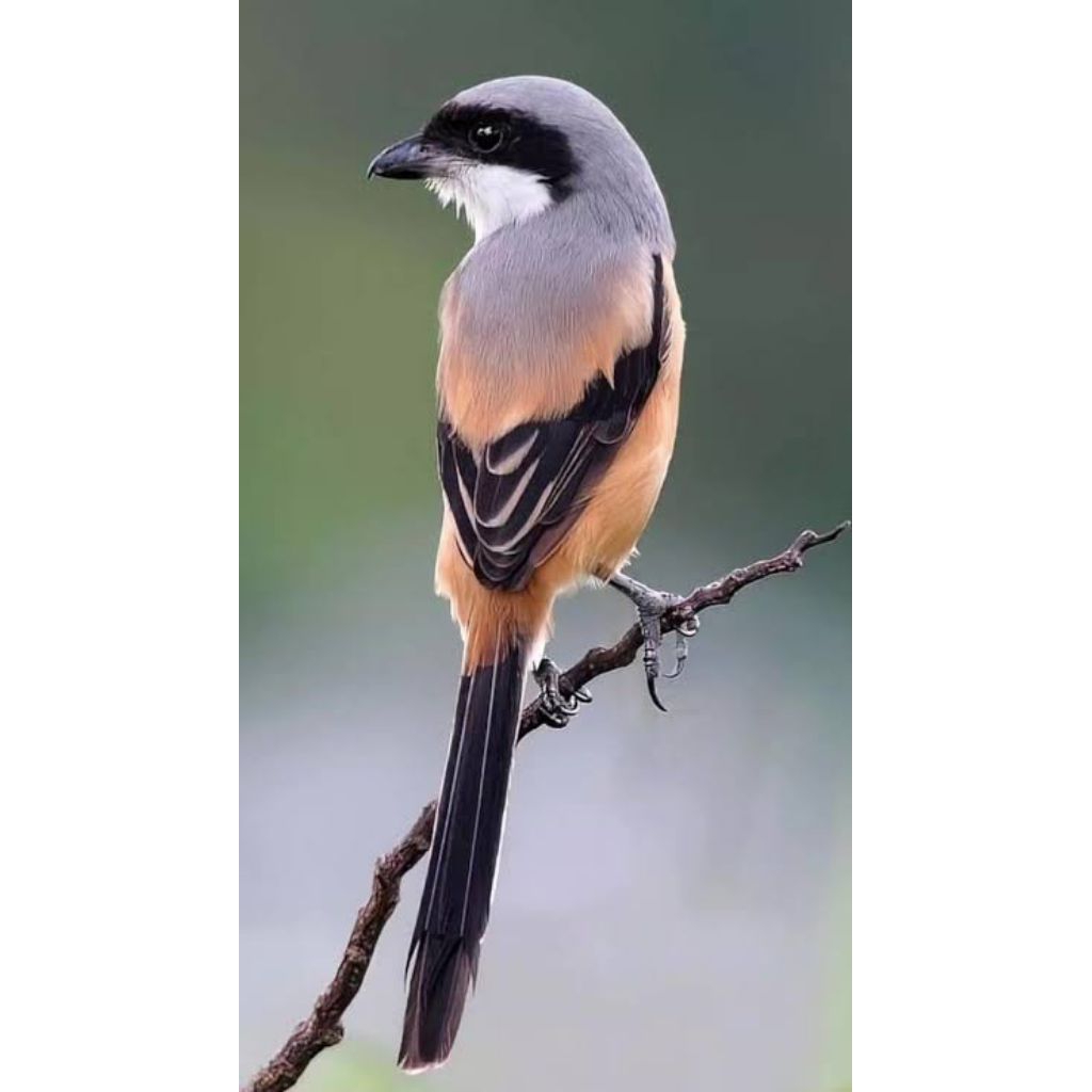burung pentet hidup
