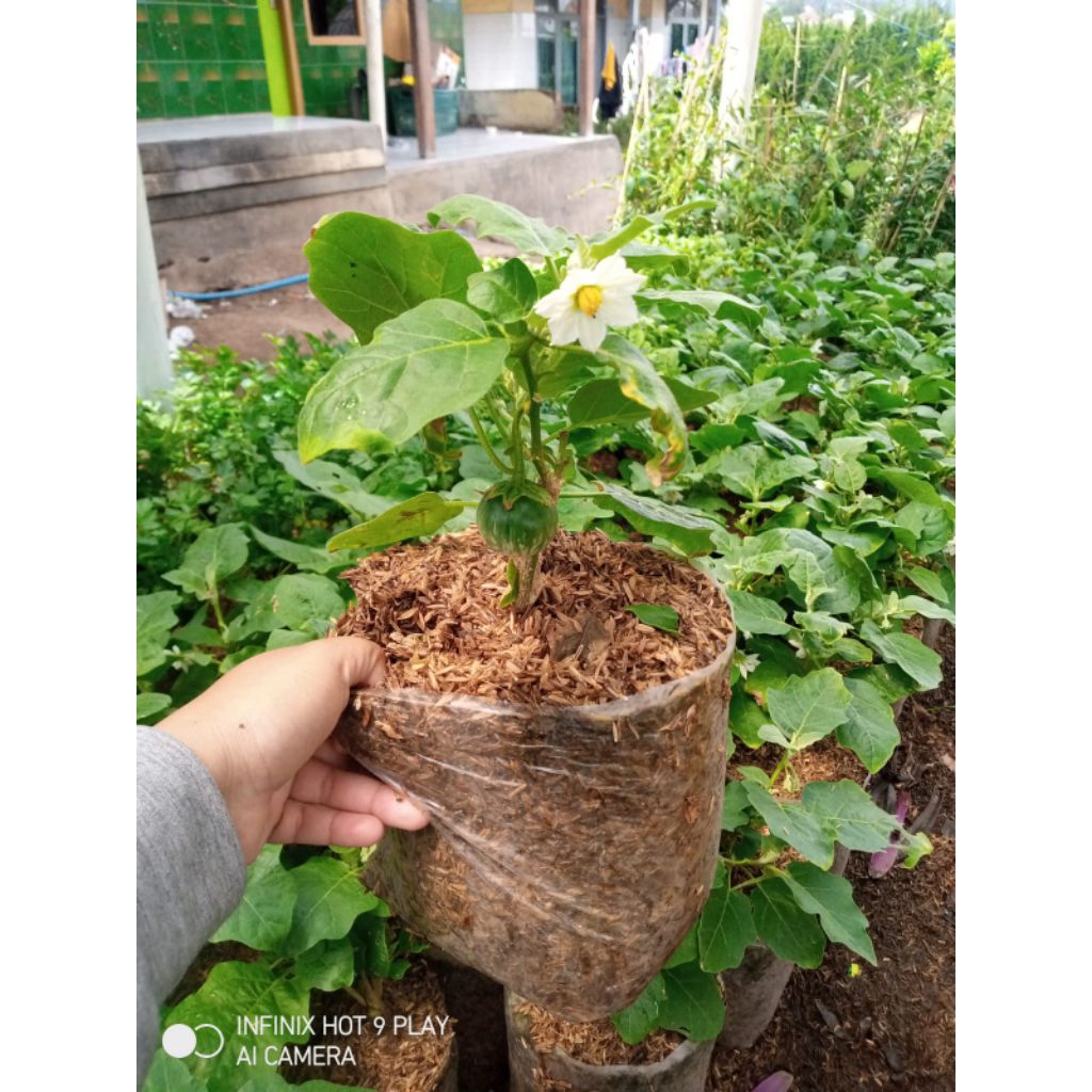 tanaman terong bulat putih