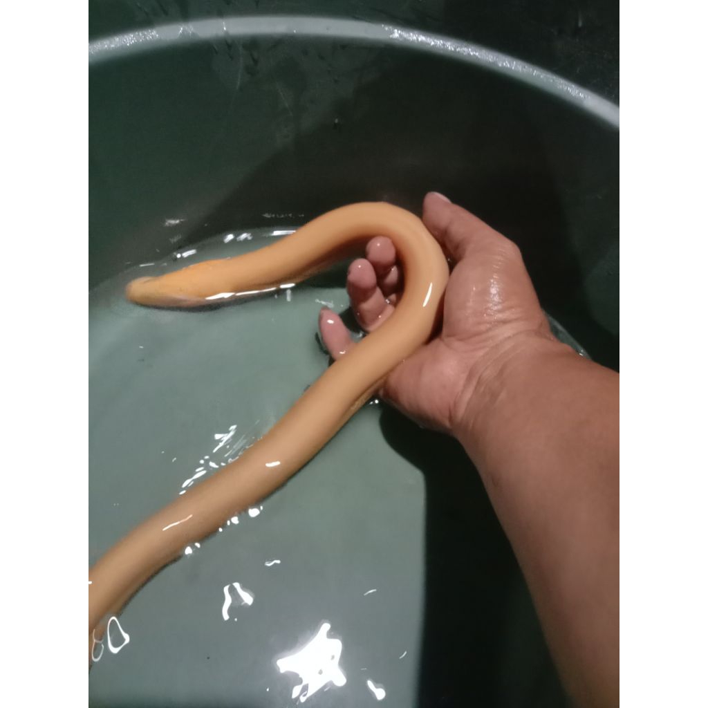 Belut Albino/Belut Putih Sangat Unik dan Langka