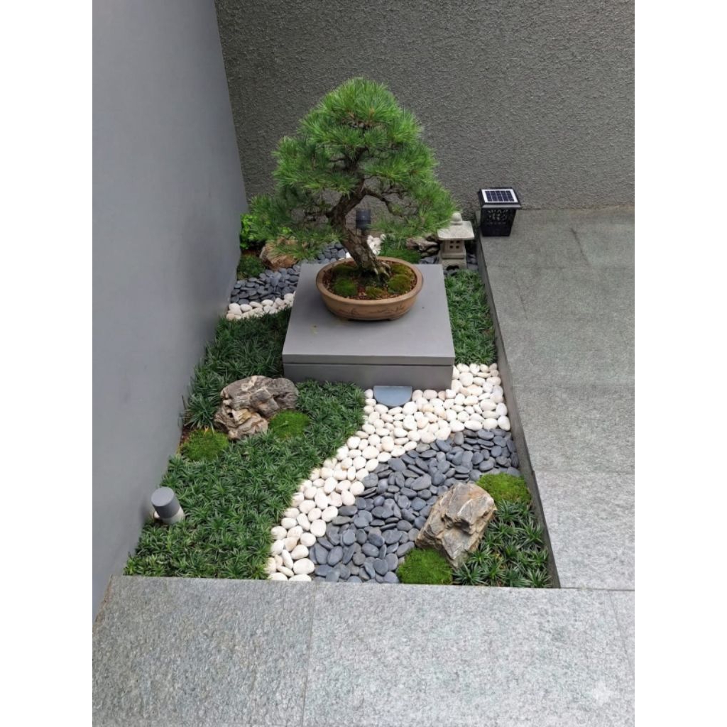 taman kering bonsai mini batu putih rumput kucai