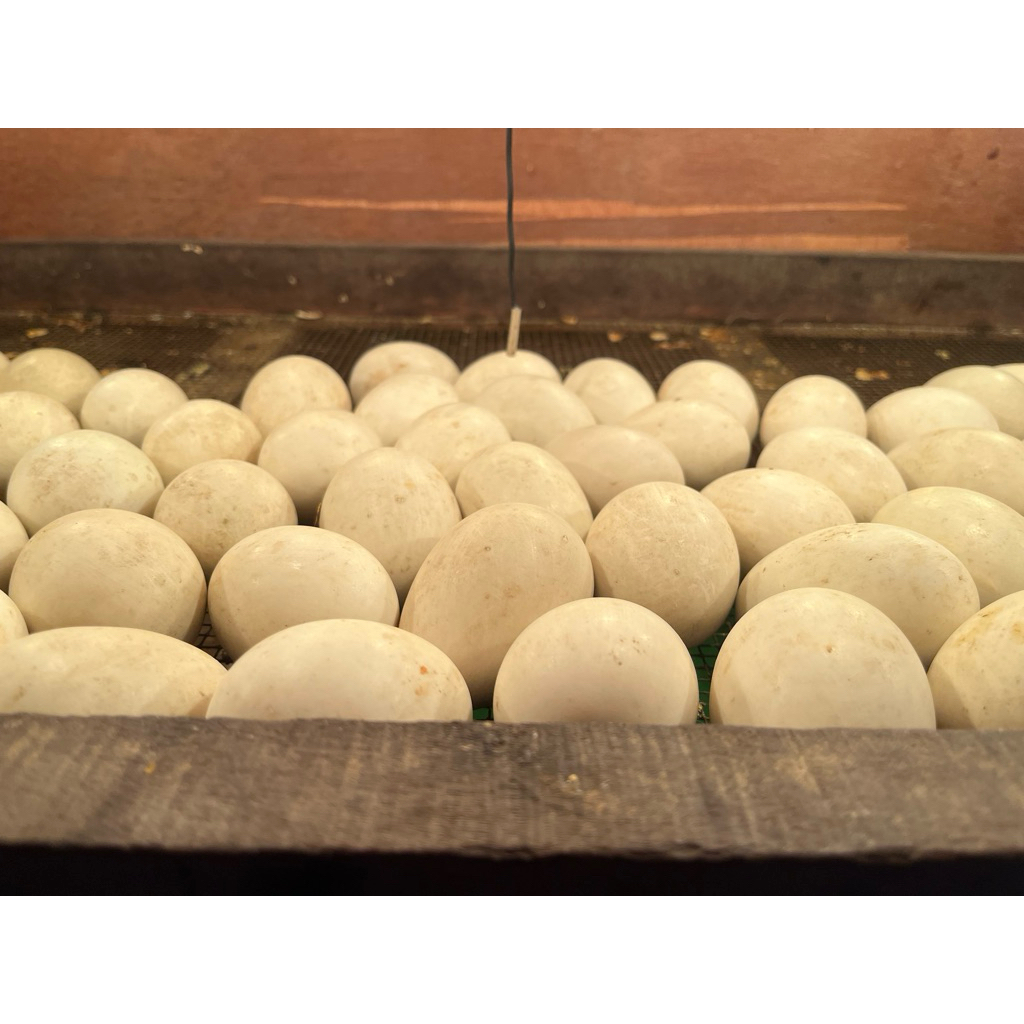 Telur Entok Jumbo Pilihan Grade A – Spek Indukan 1 Meter
