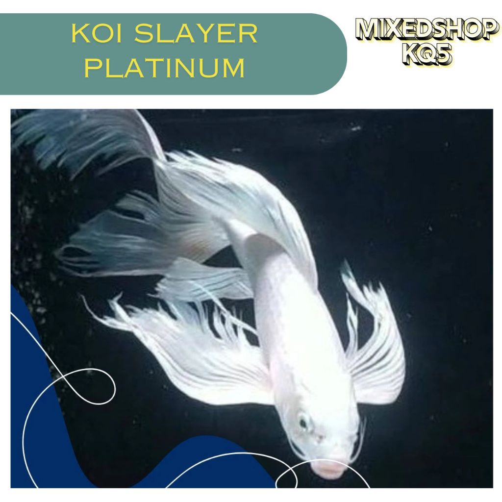koi platinum slayer/koi kumpay slayer koi cantik ukuran 20-25cm
