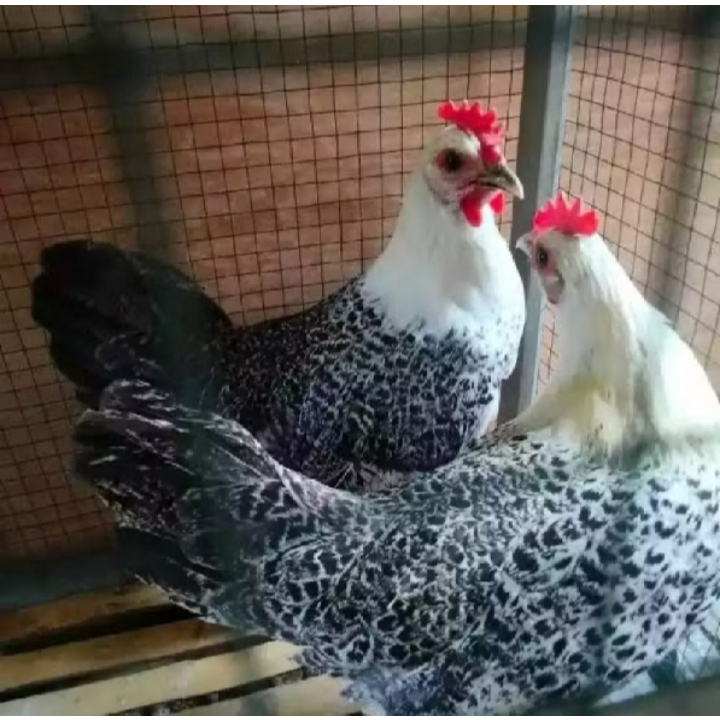 Telur Ayam Arab Fertil Siap Tetas 90% | Telur Tetas Berkualitas | Bibit Ayam Arab Petelur Unggul