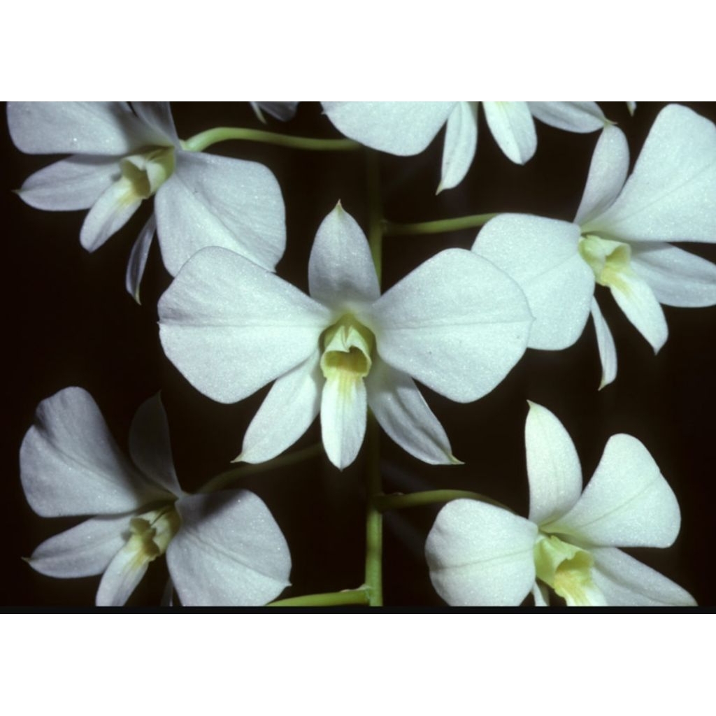 Anggrek Dendrobium Spesies Affine/larat putih/ Kupu kupu putih