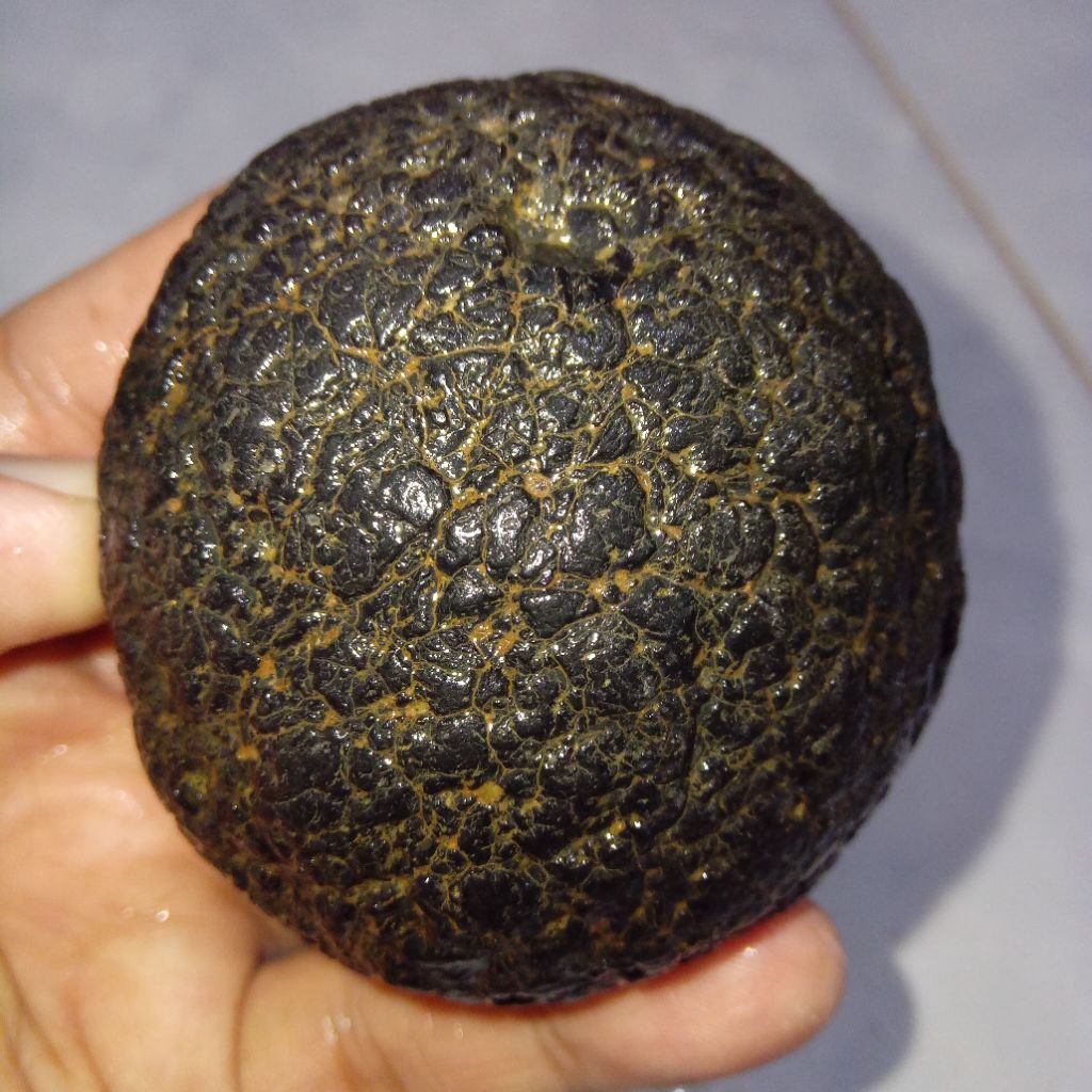 Original Batu Satam Jumbo Ukuran Besar Istimewa