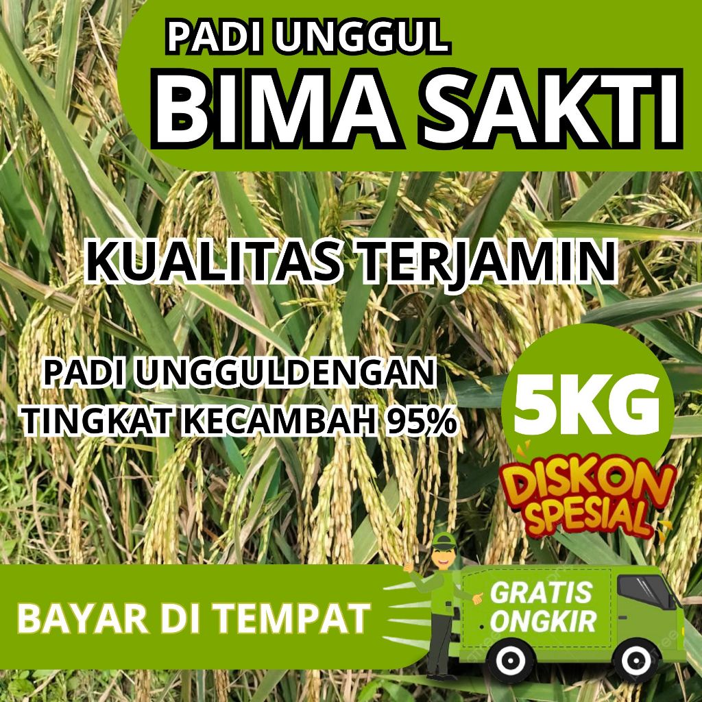 PADI BIMA SAKTI ORIGINAL (CIHERANG MALAI PANJANG) PENERUS CIPUTRI
