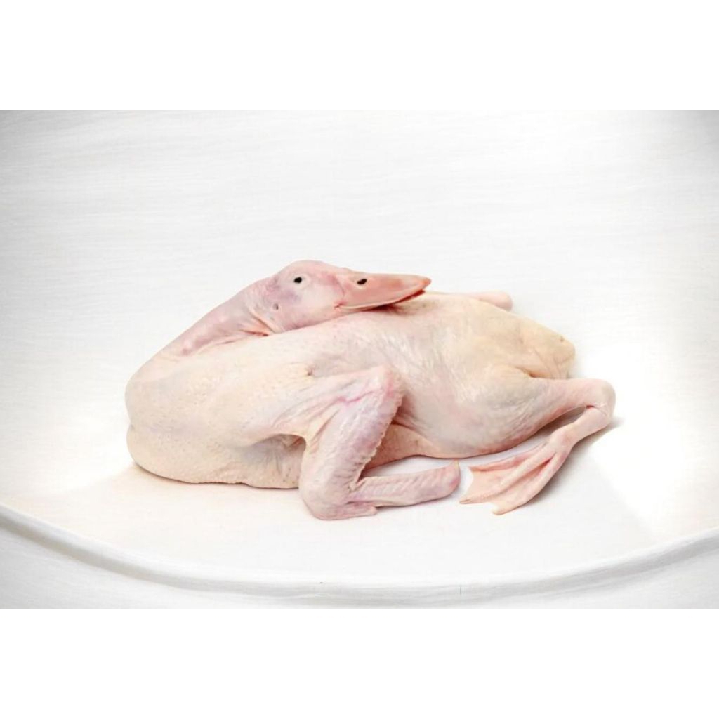 Bebek Muda Hibrida Frozen Bandung 0.7g-1kg