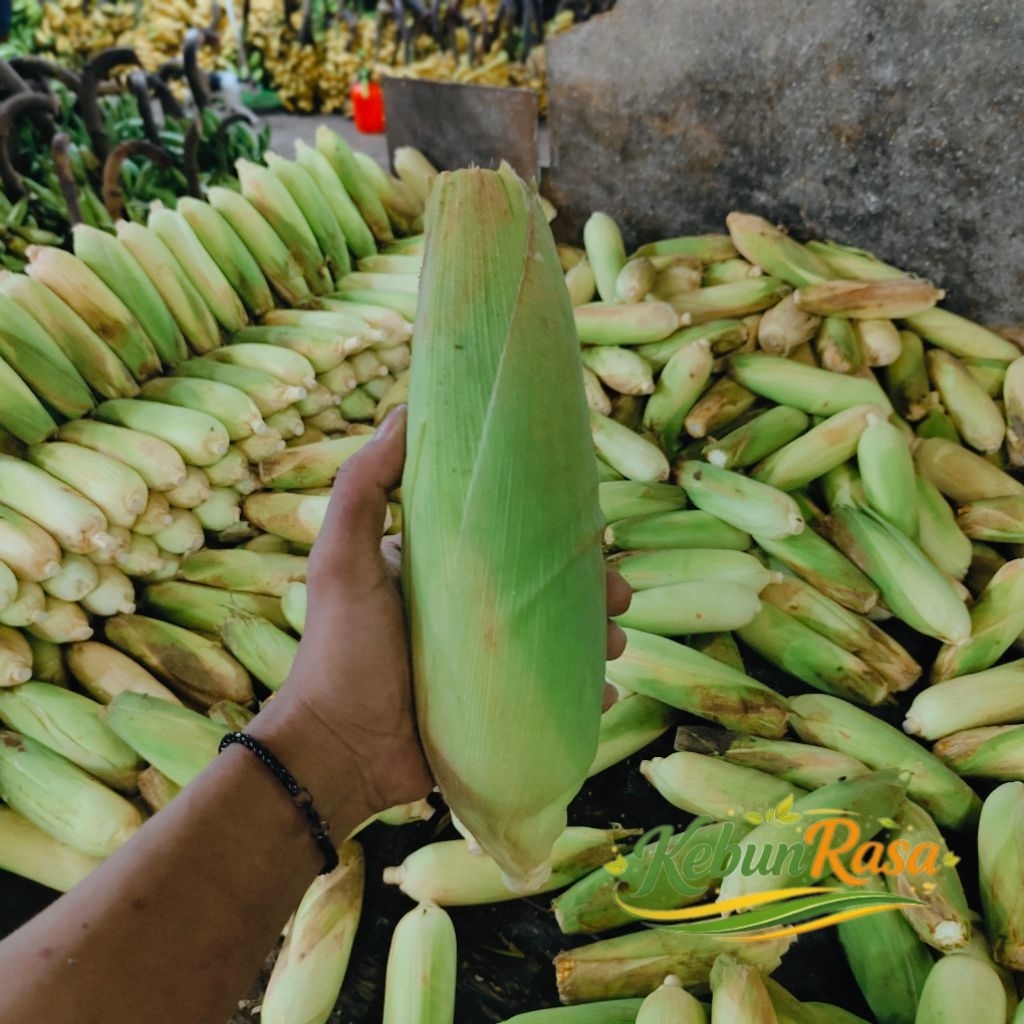 JAGUNG MANIS PERKILO JAGUNG BAKAR JAGUNG REBUS JASUKE DLL
