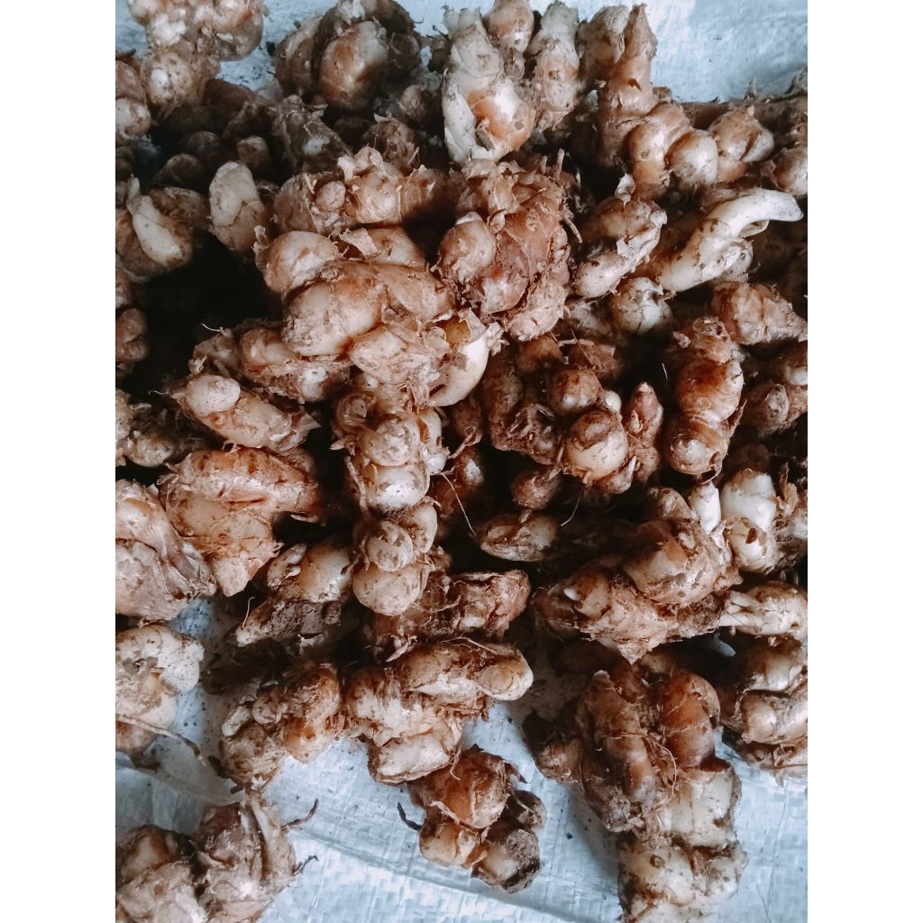 KECUR STW SETNGAH TUA 1 kg