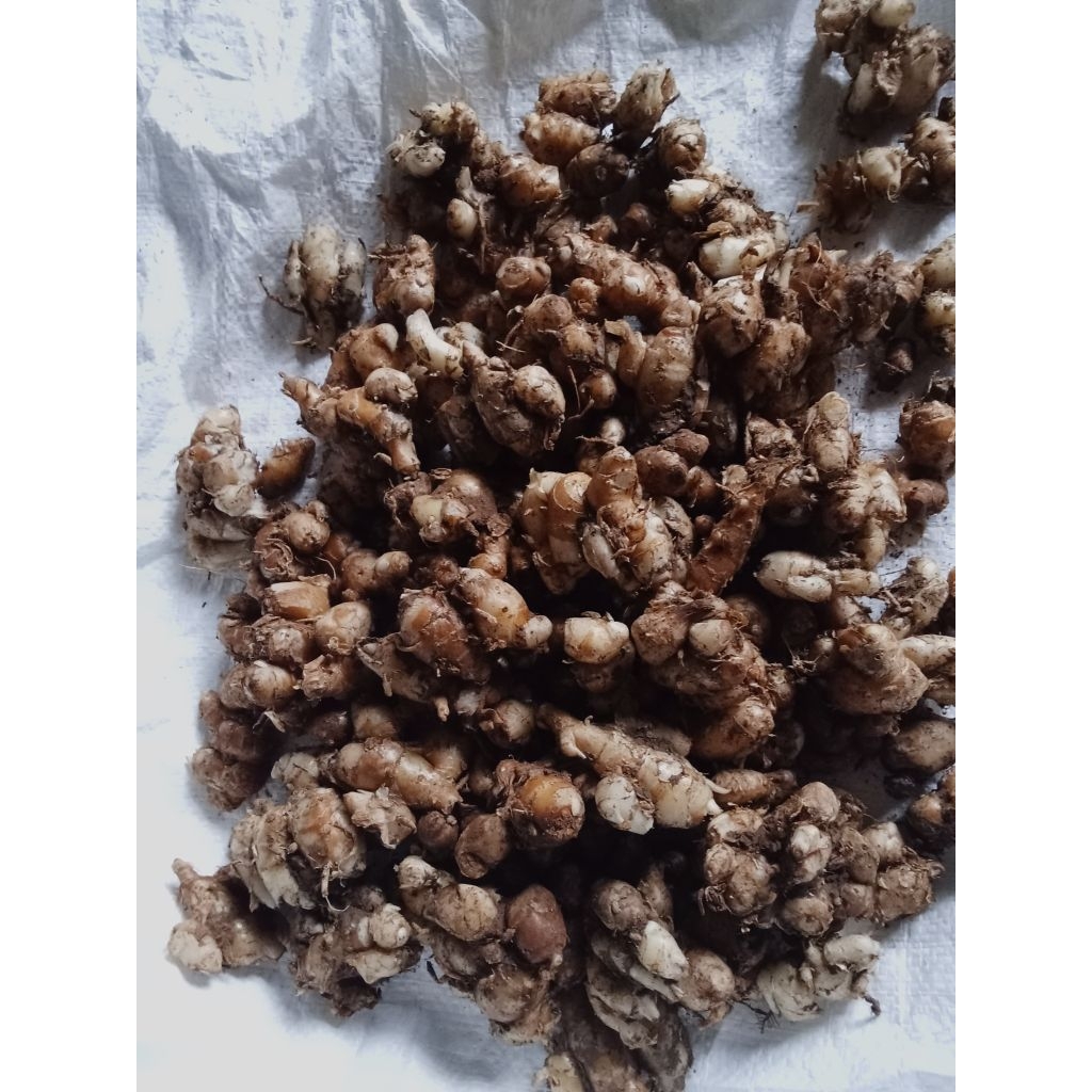 KENCR STW SETENGAH TUA 1 kg