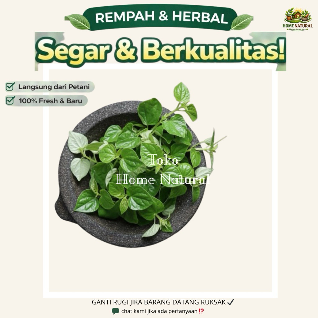 1kg Daun sirih cina atau ketumpang air - Obat herbal daun sirih cina