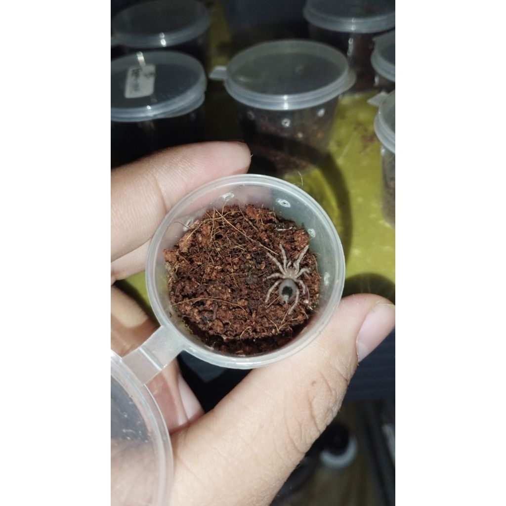Brachypelma boehmei  (kartu pokemon)
