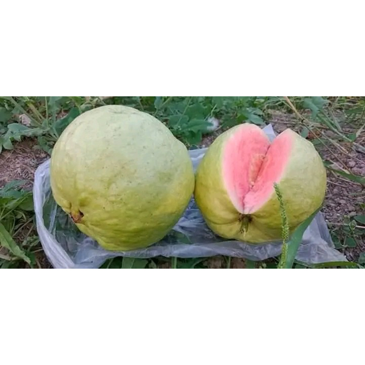 fresh cangkok jambu kristal merah jumbo