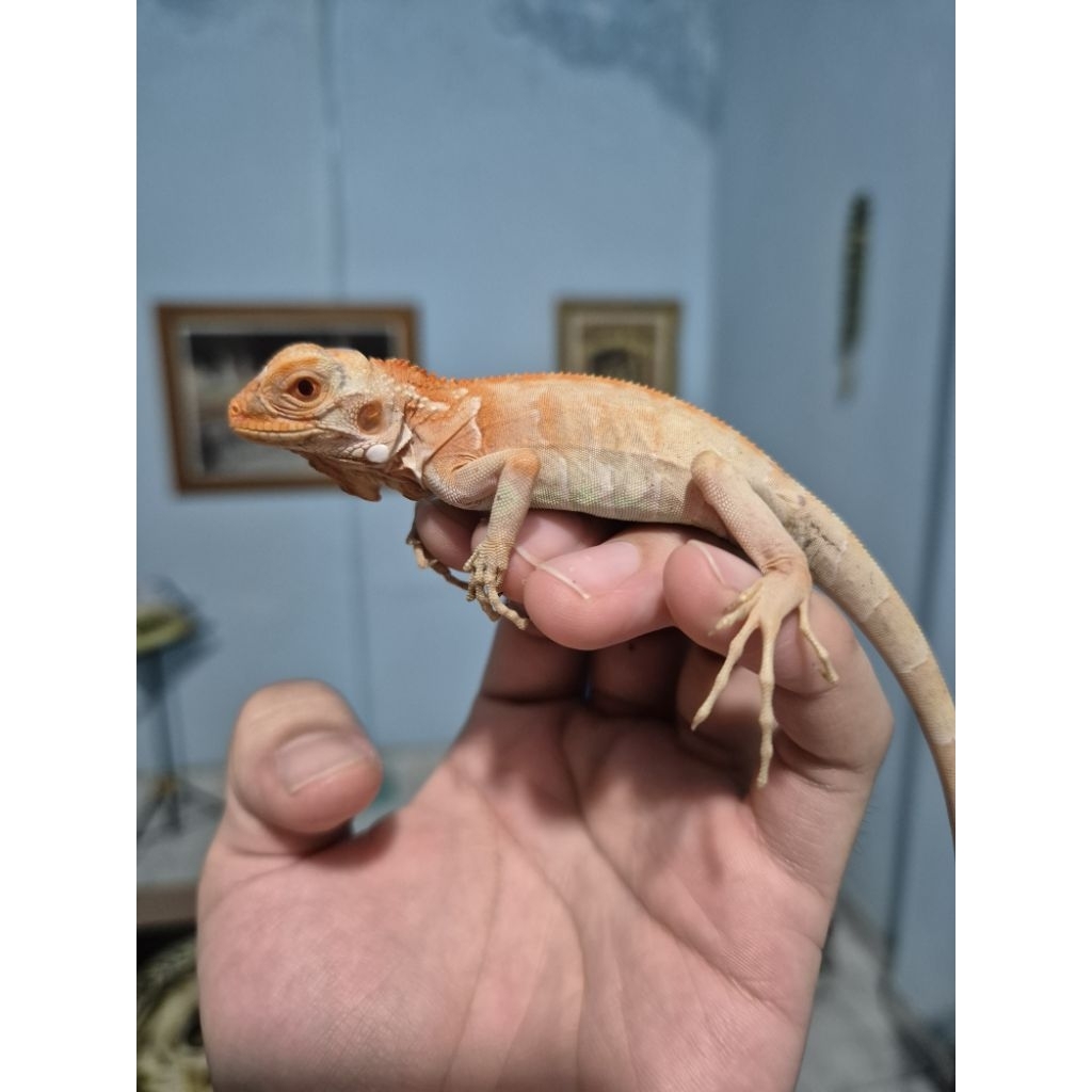 mainan anak iguana red snow