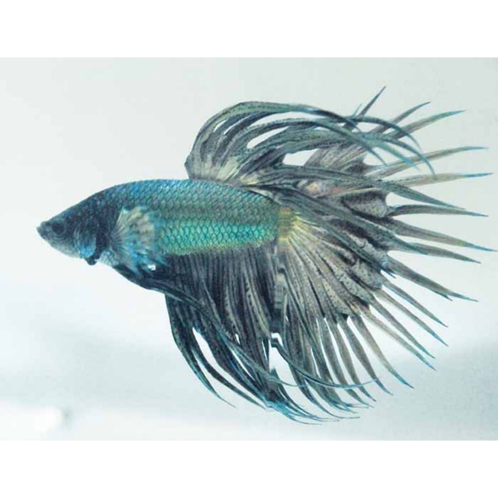 cupang serit/crowntail