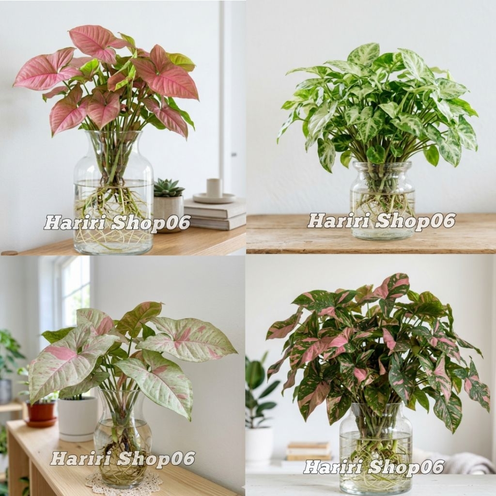 PAKET LENGKAP Tanaman Hias media air Syngonium-Tanaman Hias media air Indoor