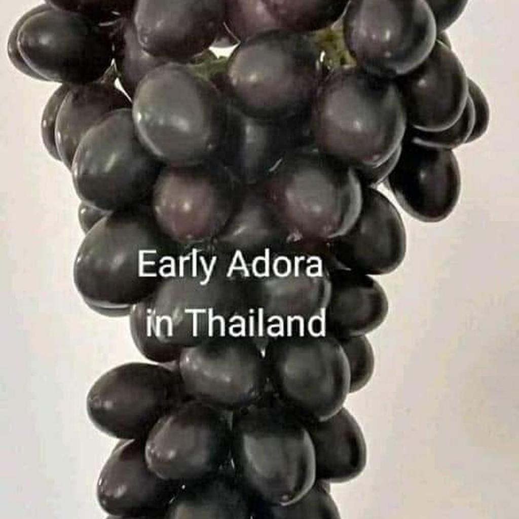 bibit anggur import early adora