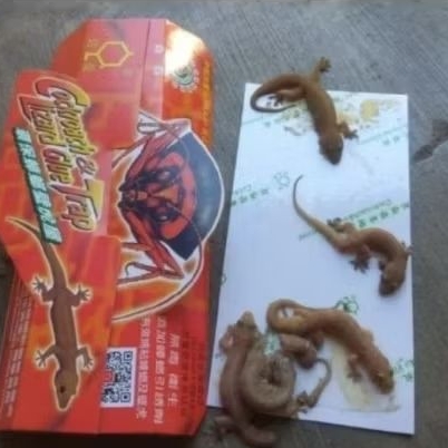 lem cicak pembasmi cicak