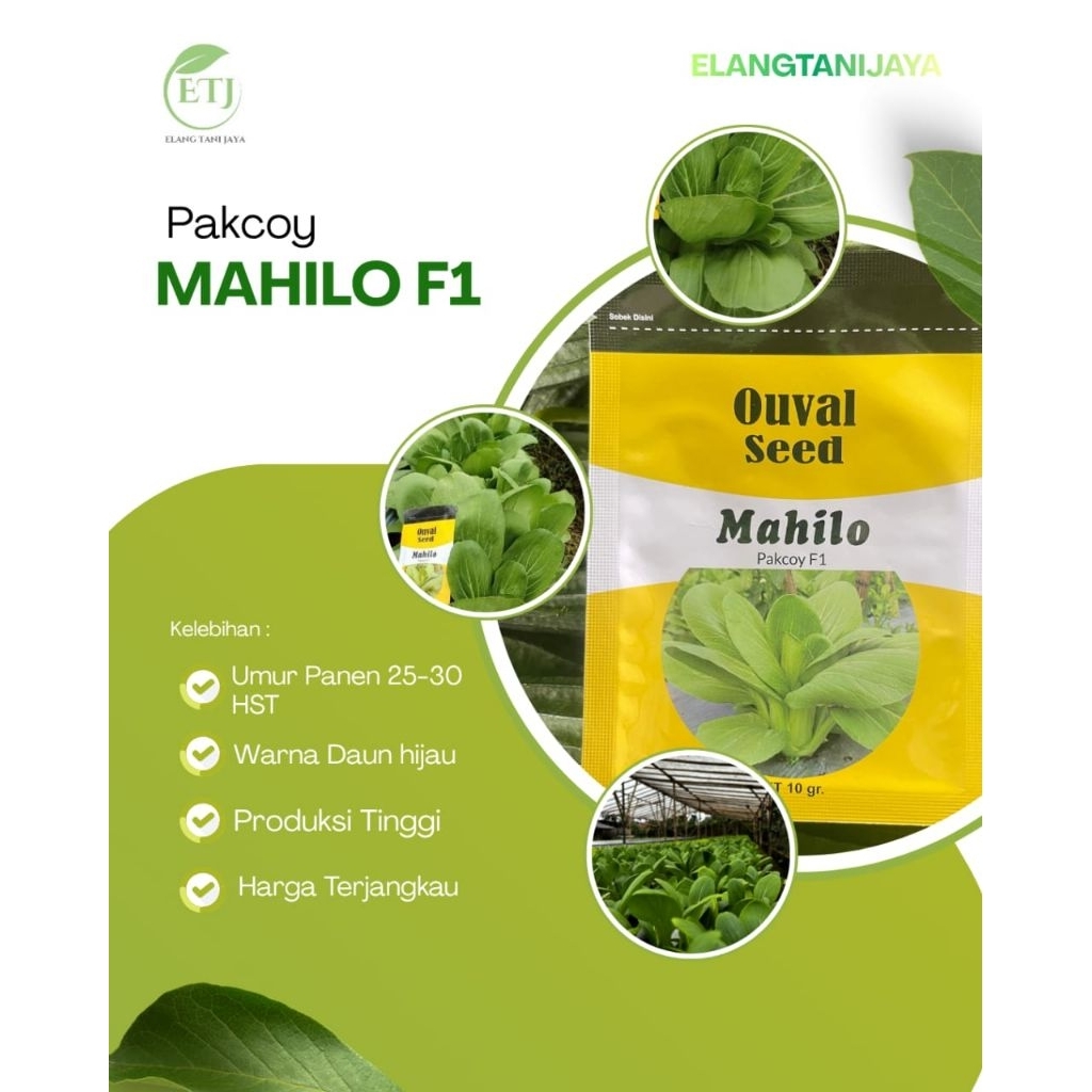 Bibit Pakcoy Mahilo F1 Ouval Seed 10 gram potensi panen tinggi benih unggul