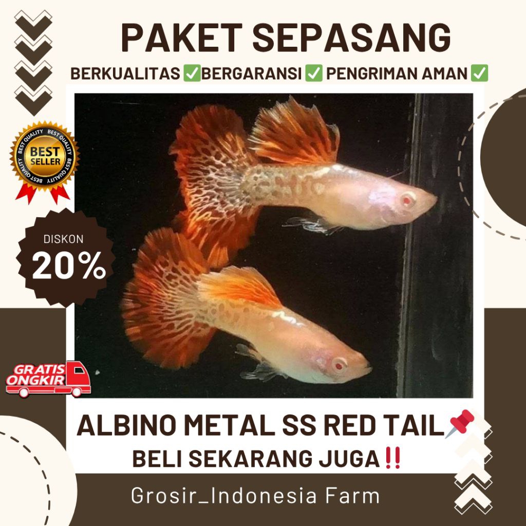 Hiasan Aquarium Guppy Albino Metal Snakeskin Red Rose Tail AMSSRT