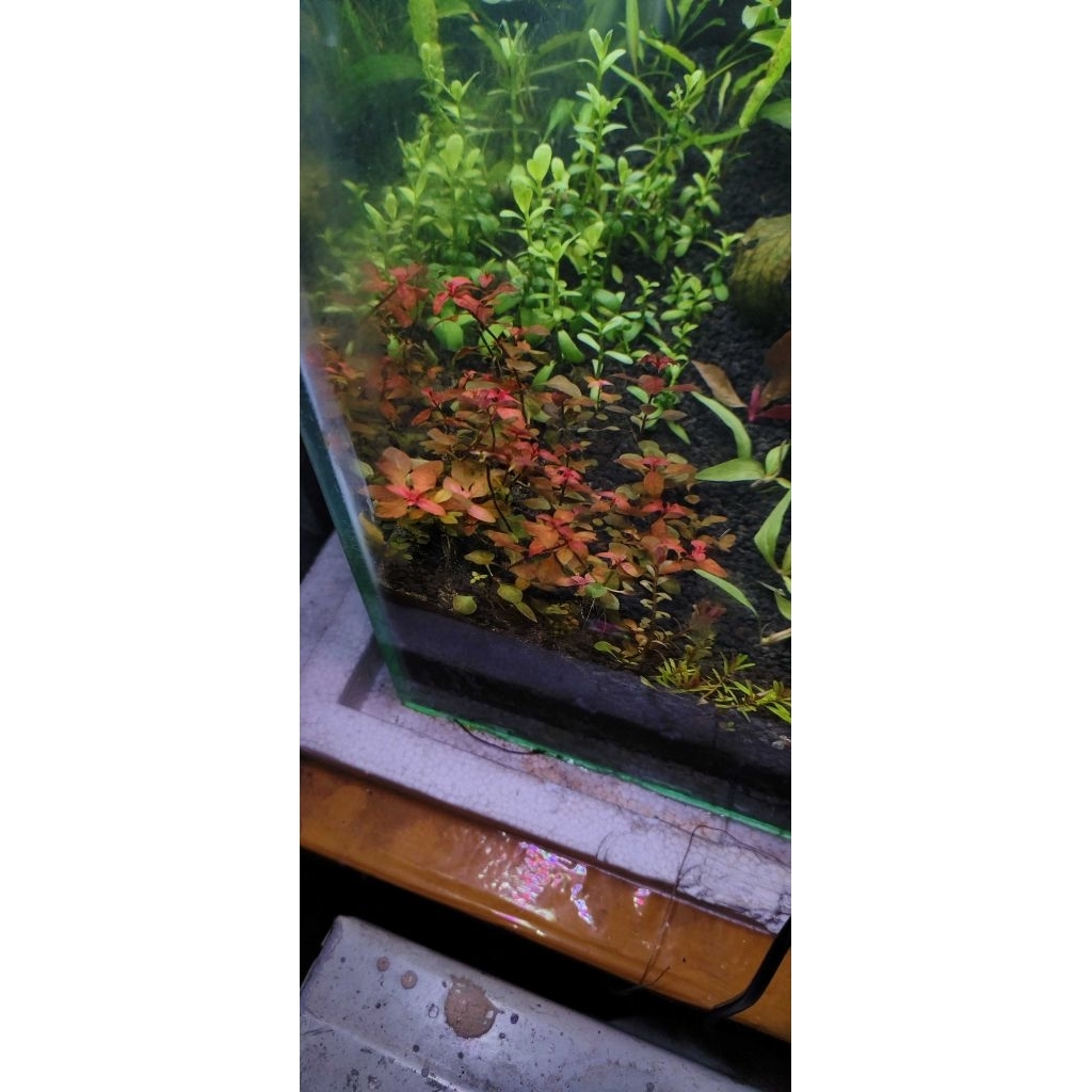 Ludwigia sp red mini