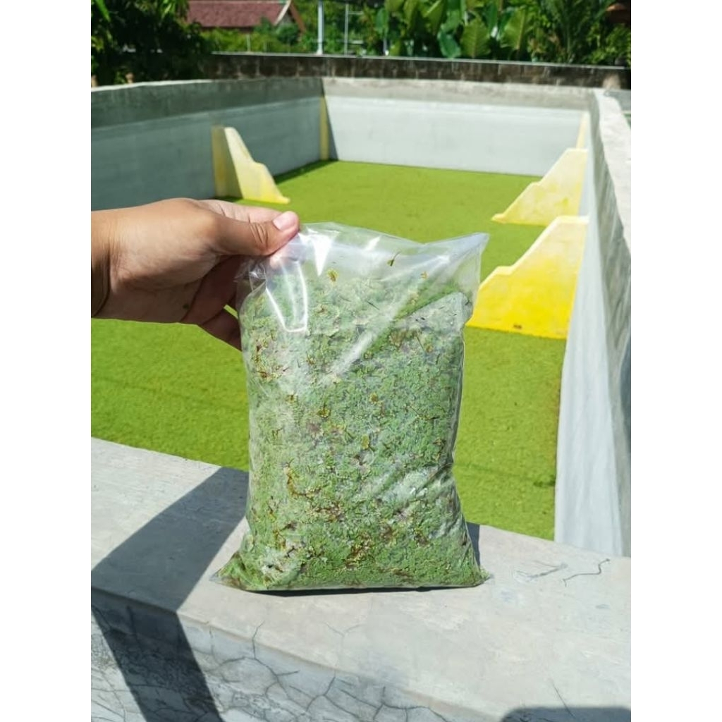 KEMASAN KECIL 1 KG BIBIT AZOLLA DG KEMASAN KHUSUS AGAR BISA BERTAHAN HIDUP SAAT PENGIRIMAN PAKAN ALT