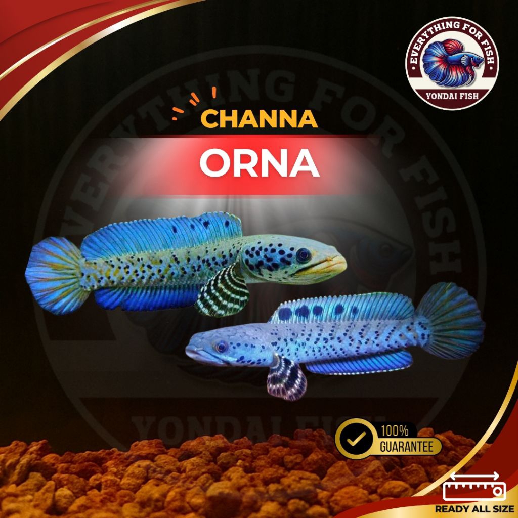 [CH] Channa Orna | CHANNA CAKEP | IKAN HIAS | TOP GRADE | SIZE M+ | BESTSELLER| MURAH | REAL PICT