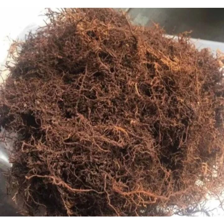 Media Tanam Organik Moss Hitam akar kadaka 1 kg untuk media tanam anggrek toko herba tropika