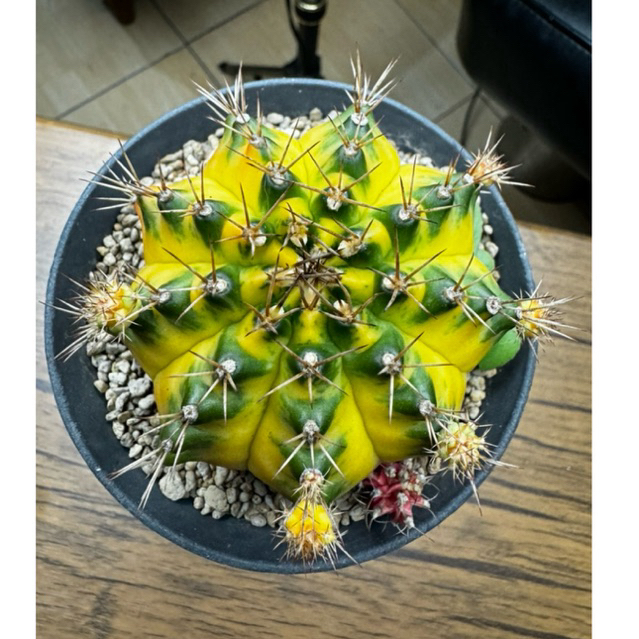 Kaktus Gymno Moon Crown Indukan