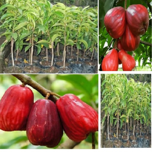 Bibit Jambu Jamaika
