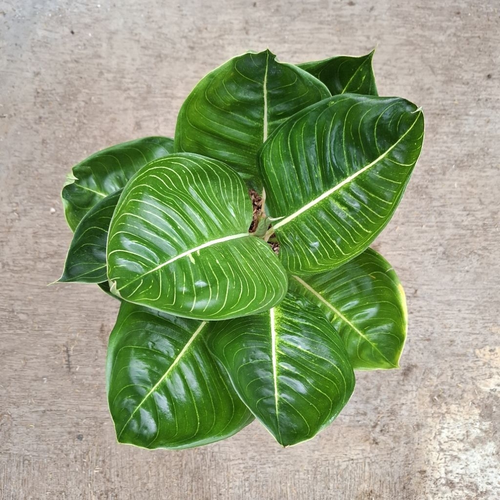 aglaonema moonlight wijaya