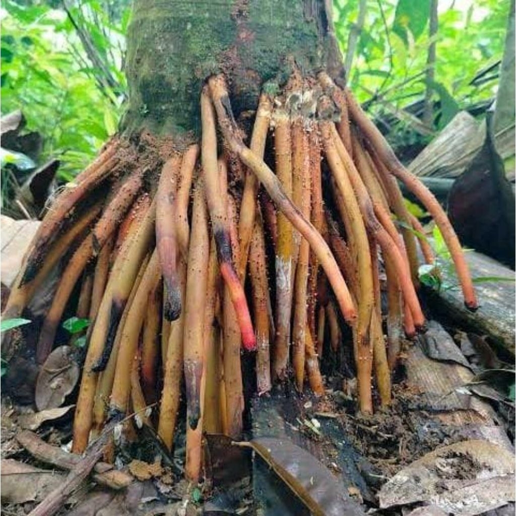 akar pinang/akar pinang fresh/akar pinang 500gram
